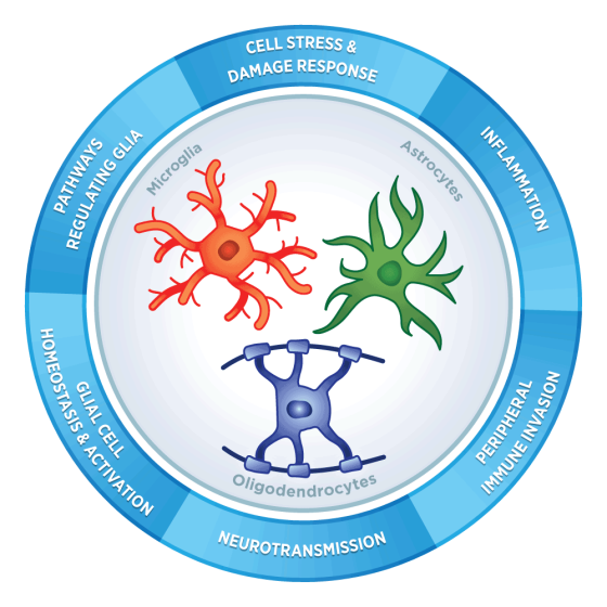 新品发布-胶质细胞基因表达Panel