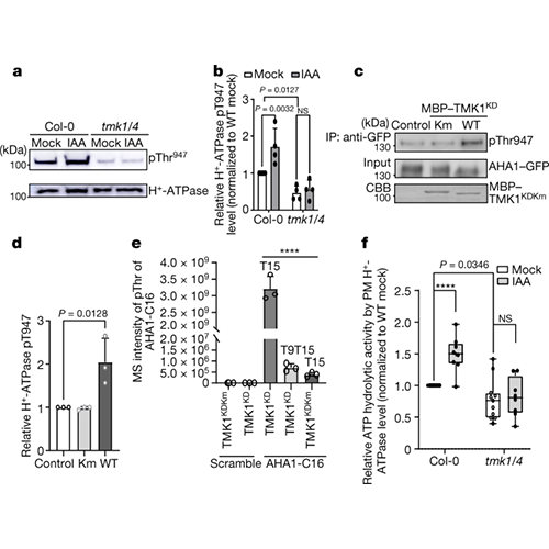 厉害了！蛋白质组学大爆发，Nature同期4篇，助推多领域取得重大突破！